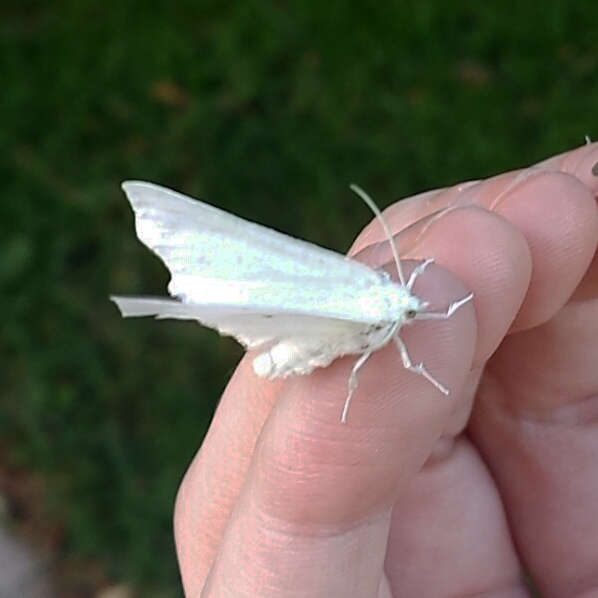 a hand with a small white moth on one finger